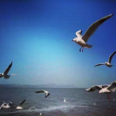 青海湖水位上涨 水鸟总体繁殖种群未发生改变